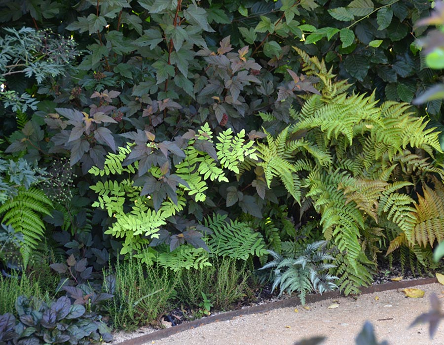 Choix plantes arbres jardin terrasse mur végétal cour patio