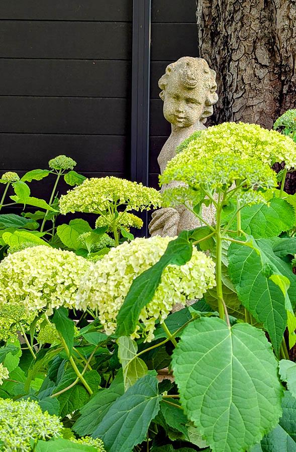 Ceration jardin paysagiste variations vegetales Ceration jardin paysagiste variations vegetales